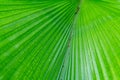 Background Texture of a Green Palm Leaf Royalty Free Stock Photo