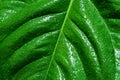 Background texture of green tropical leaf with water drops after the rain Royalty Free Stock Photo