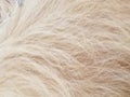 Background Texture Blonde, White, Long, Fluffy, Soft Dog Fur for Animal Lovers Hair for Quotes, Website Banners and Social Media