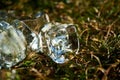 Background or texture of ice cubes melting under sun on the green lawn. Royalty Free Stock Photo