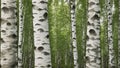 birch forest texture background. ai generate Royalty Free Stock Photo