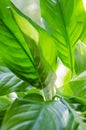 Background, texture of large leaves of Spathiphyllum Royalty Free Stock Photo
