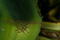 Background or texture from a leaf, green and big with cracks aloe. Wrinkles and streaks. Royalty Free Stock Photo