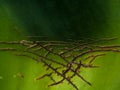 Background or texture from a leaf, green and big with cracks aloe. Wrinkles and streaks. Royalty Free Stock Photo