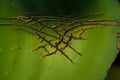 Background or texture from a leaf, green and big with cracks aloe. Wrinkles and streaks. Royalty Free Stock Photo