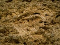 background texture of limestone stone surface. Shell limestone close-up as background