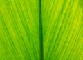 Background texture,line texture palm leaf. Green leaves plan leaf background.
