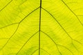 Background texture,line texture palm leaf.Green leaves plan leaf background