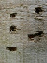 Wood Texture Backgroundrred., Wooden Board Grains, Old Floor Striped Planks Royalty Free Stock Photo