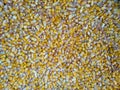 Corn seeds Royalty Free Stock Photo