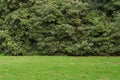 Background texture of lush green grass against tall tree hedge. Landscaping design for screening plants for privacy in a garden.