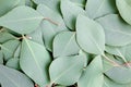 Background, Texture made of green eucalyptus leaves. Flat lay, top