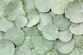 Background, Texture made of green eucalyptus leaves with raindrop, dew. Flat lay, top view Royalty Free Stock Photo