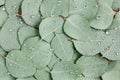 Background, Texture made of green eucalyptus leaves with raindrop, dew. Flat lay, top view Royalty Free Stock Photo