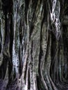 Roots and treet background texture Royalty Free Stock Photo