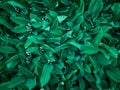 Background texture of many densely arranged lilies of the valley.