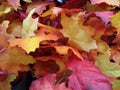 Background texture many maple leaf at fall