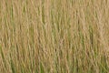 yellow reed background texture Royalty Free Stock Photo