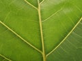 green leaf. background and texture. The midline and the net line of the fresh green leaf. Royalty Free Stock Photo