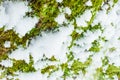 Background texture of the moss on the bark of a tree with snow in the bright winter day