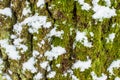 Background texture of the moss on the bark of a tree with snow in the bright winter day