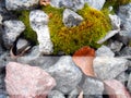 Background texture moss on red and gray stones with frame Royalty Free Stock Photo