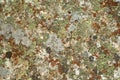 Background, texture - multicolored lichen on stone Royalty Free Stock Photo