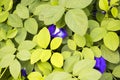 Background texture nature blue flowers butterfly pea and leaf Royalty Free Stock Photo