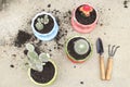 Background texture nature grow cactus in flowerpot with spade ,soil on cement