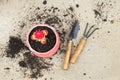 Background texture nature grow cactus in flowerpot with spade ,soil on cement