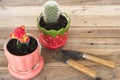 background texture nature grow cactus in flowerpot with spade ,soil on wooden