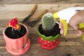 Background texture nature grow cactus in flowerpot with spade ,soil on wooden