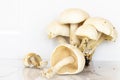 Herbal vegetable mushrooms arrangement flat lay style