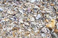 Background texture nature stone and shellfish arrangement flat lat on the beach Royalty Free Stock Photo