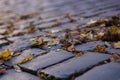 Background or texture from an old stone brustette with yellowing autumn, fallen leaves on the road. Royalty Free Stock Photo