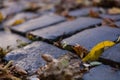 Background or texture from an old stone brustette with yellowing autumn, fallen leaves on the road. Royalty Free Stock Photo