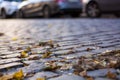 Background or texture from an old stone brustette with yellowing autumn, fallen leaves on the road. Royalty Free Stock Photo