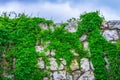 Background texture old stone wall plants sky Royalty Free Stock Photo