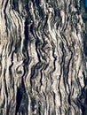 Closeup old Tree bark, Skin the bark of a tree that traces cracking