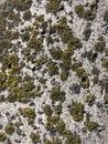 Background, texture of old wood with moss Royalty Free Stock Photo