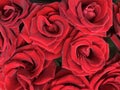 Background texture: open buds of red roses. Blooming petals of burgundy color, beautiful flowers. A bouquet of fresh, velvet Royalty Free Stock Photo