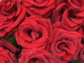 Background texture: open buds of red roses. Blooming petals of burgundy color, beautiful flowers. A bouquet of fresh, velvet Royalty Free Stock Photo