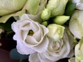 Background texture: open buds of white roses. Blooming white petals, beautiful roses. Bouquet of fresh, spring flowers