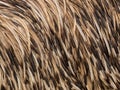 Background texture ostrich feathers