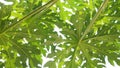 Background texture papaya leaf on tree full frame isolate on white color Royalty Free Stock Photo