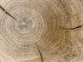 Background texture: part of an oak log. Cut the structure of a tree trunk. Sawn oak with cracks, circles of life Royalty Free Stock Photo