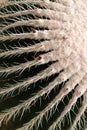 Background texture pattern of a barrel cactus, desert plant abstract composition, xeriscape element Royalty Free Stock Photo