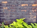 Background texture pattern old brick wall dark grey color with yellowish green plant Royalty Free Stock Photo