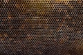 Background texture and pattern of a section of wax honeycomb from a bee hive filled with golden honey in a full frame view Royalty Free Stock Photo