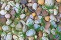 Background Texture of Pebble stones with Grass. Royalty Free Stock Photo